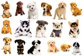 YINECO 17Dogs wall sticker collection adds playful charm to kids rooms