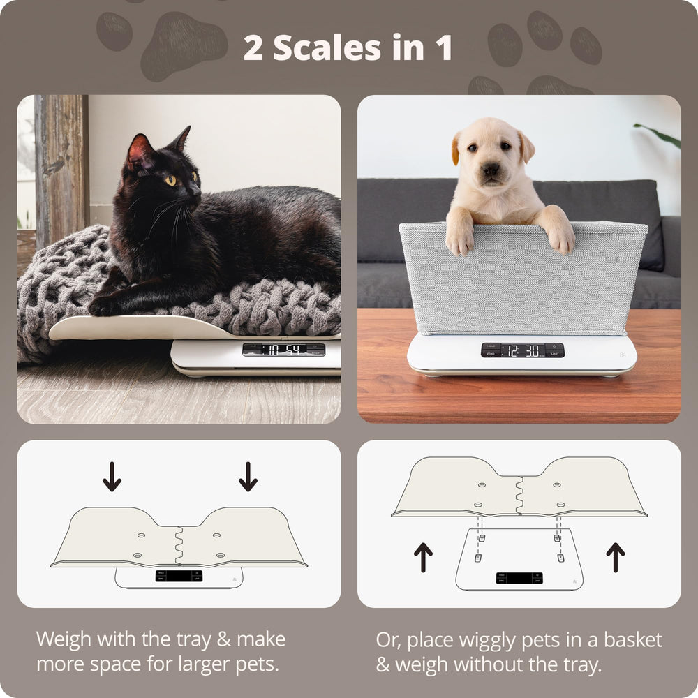 Greater Goods Digital Pet Scale in use with a curious kitten on the surface