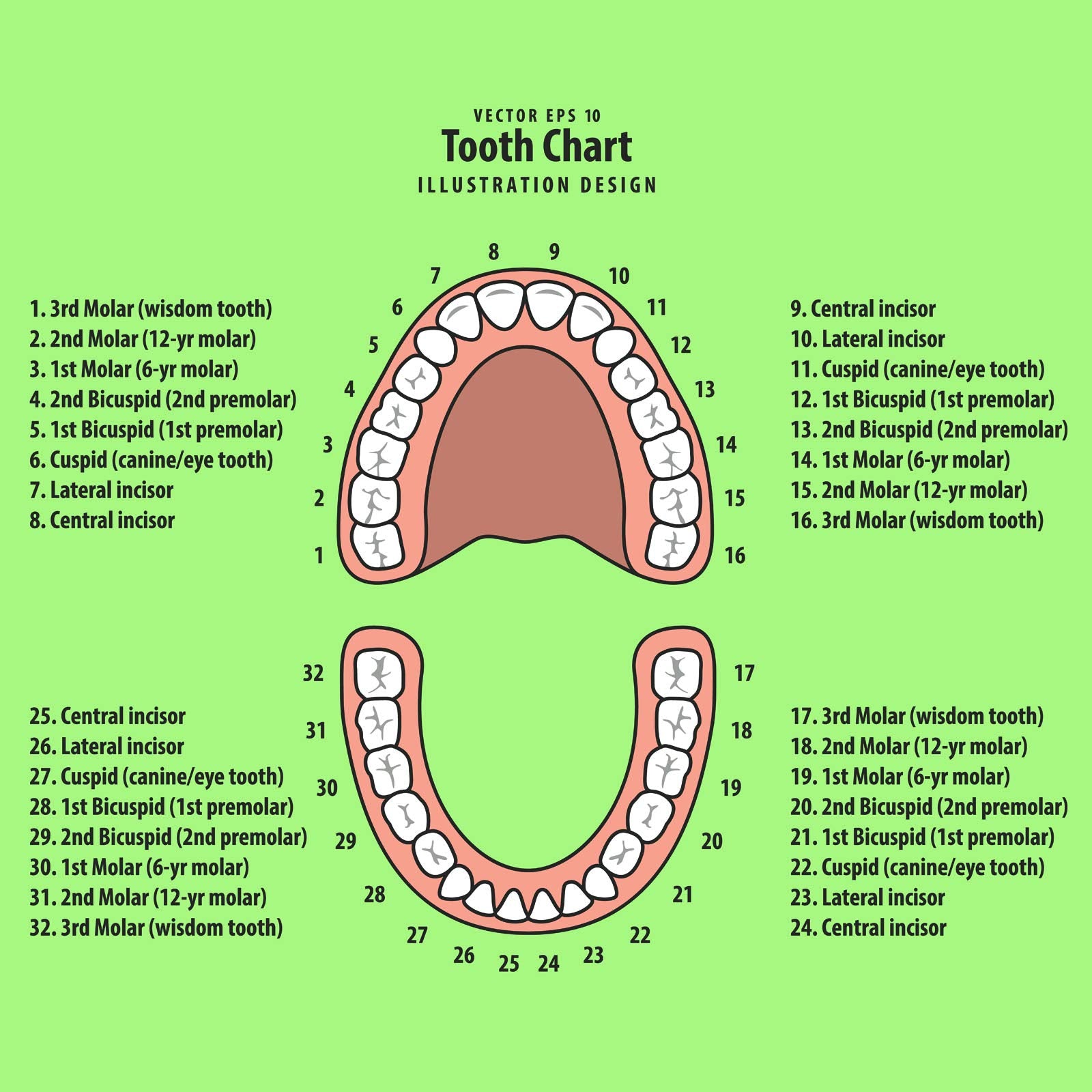 Jetec teeth box top cover displays baby profile for labeling memories