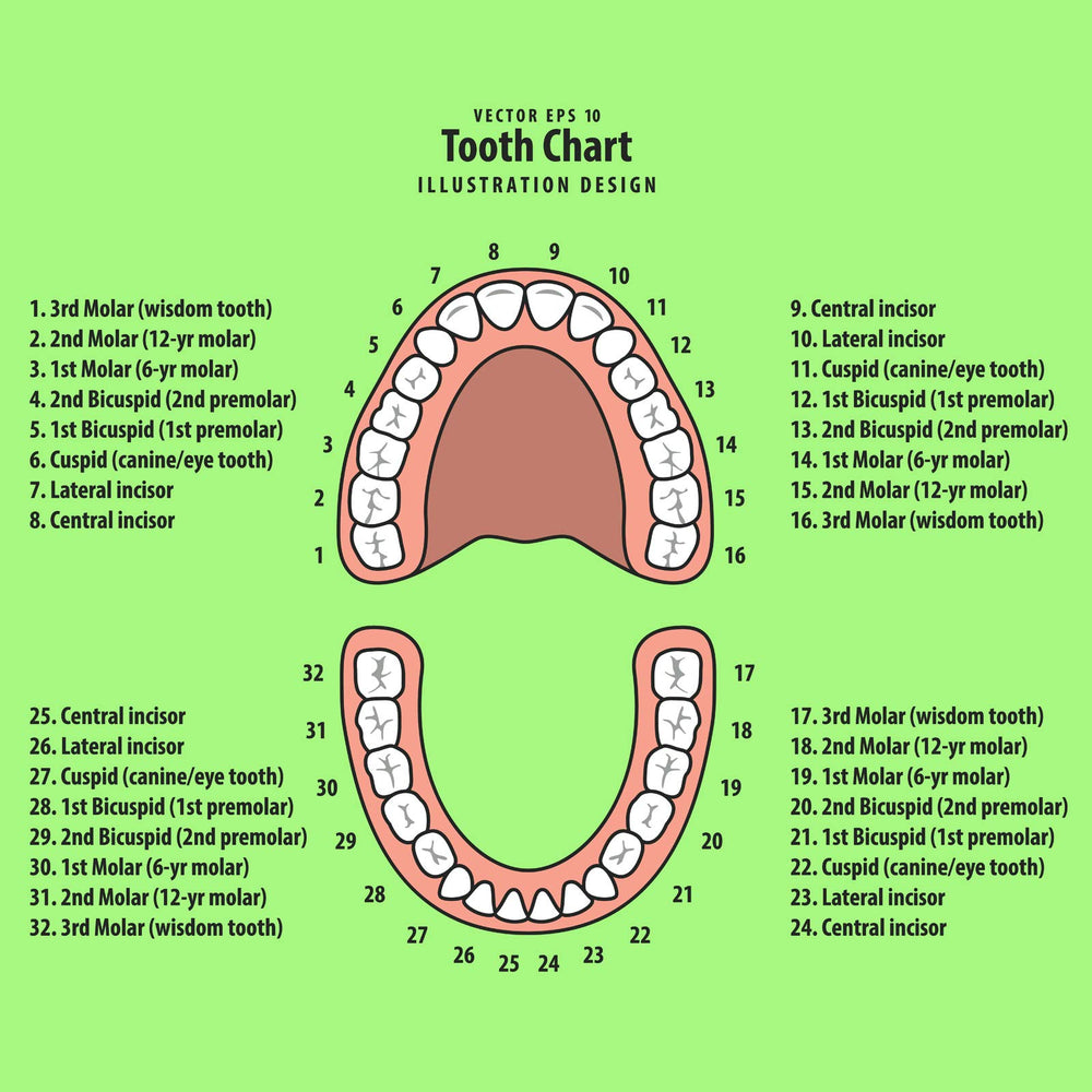 Jetec teeth box top cover displays baby profile for labeling memories