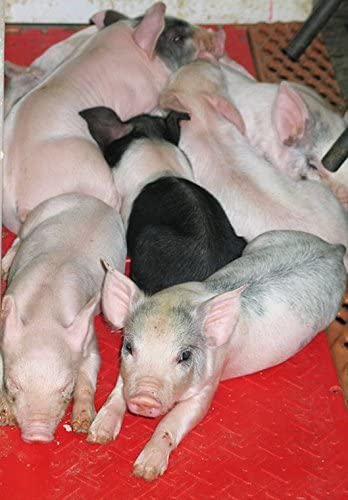 KANE Baby Pig Heat Mat is easy to clean with hand washing in busy barns.
