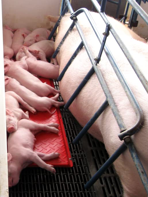 KANE Baby Pig Heat Mat supports piglets up to 50 lbs during daily care.