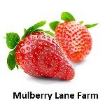 Mulberry Lane Farms pastry flour idea from wheat berries demonstration