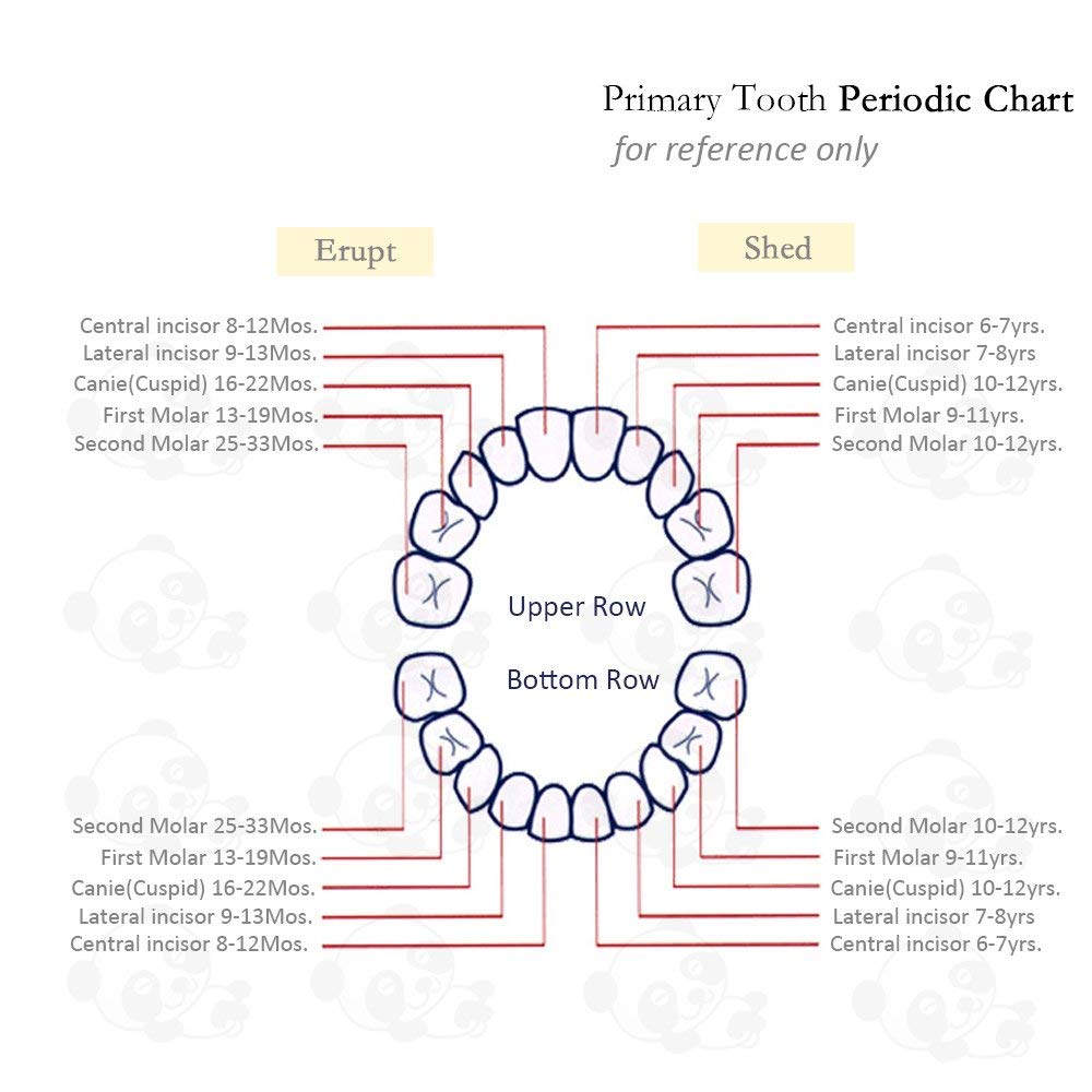 PAMBO Tooth Box care shot demonstrates easy sterilization and air-drying steps.