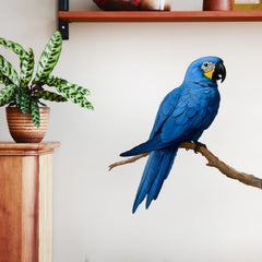 RoyoLam Macaw wall decal front view adds playful color to nursery decor.