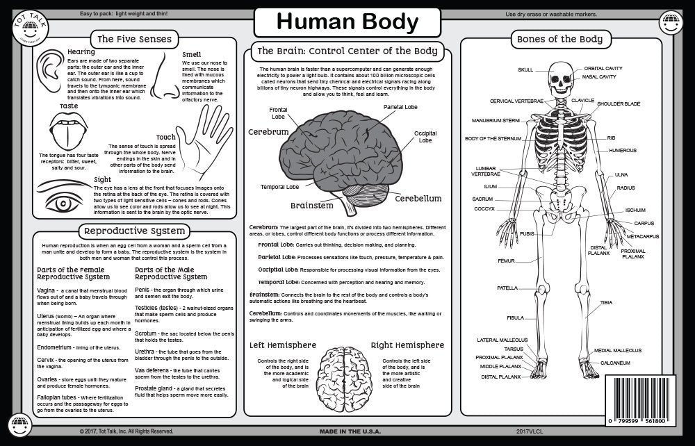 Tot Talk Human Body placemat closeup of laminate showing wipeable surface for mess-free meals.