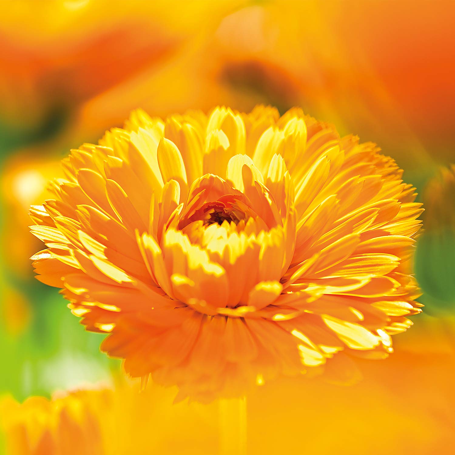 Weleda Calendula Baby Cream demonstrates gentle massage during diaper changes.