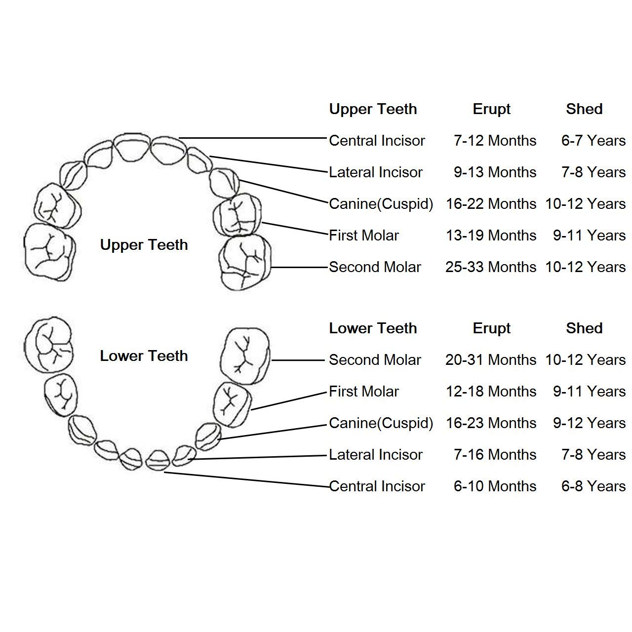 YOFAN baby teeth keepsake gift ideal baby shower present for girls