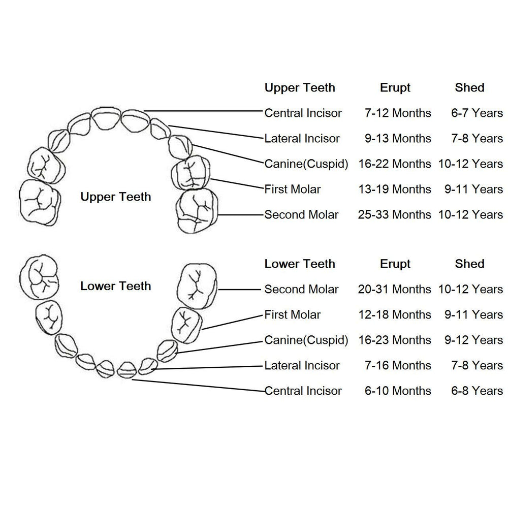 YOFAN baby teeth keepsake gift ideal baby shower present for girls