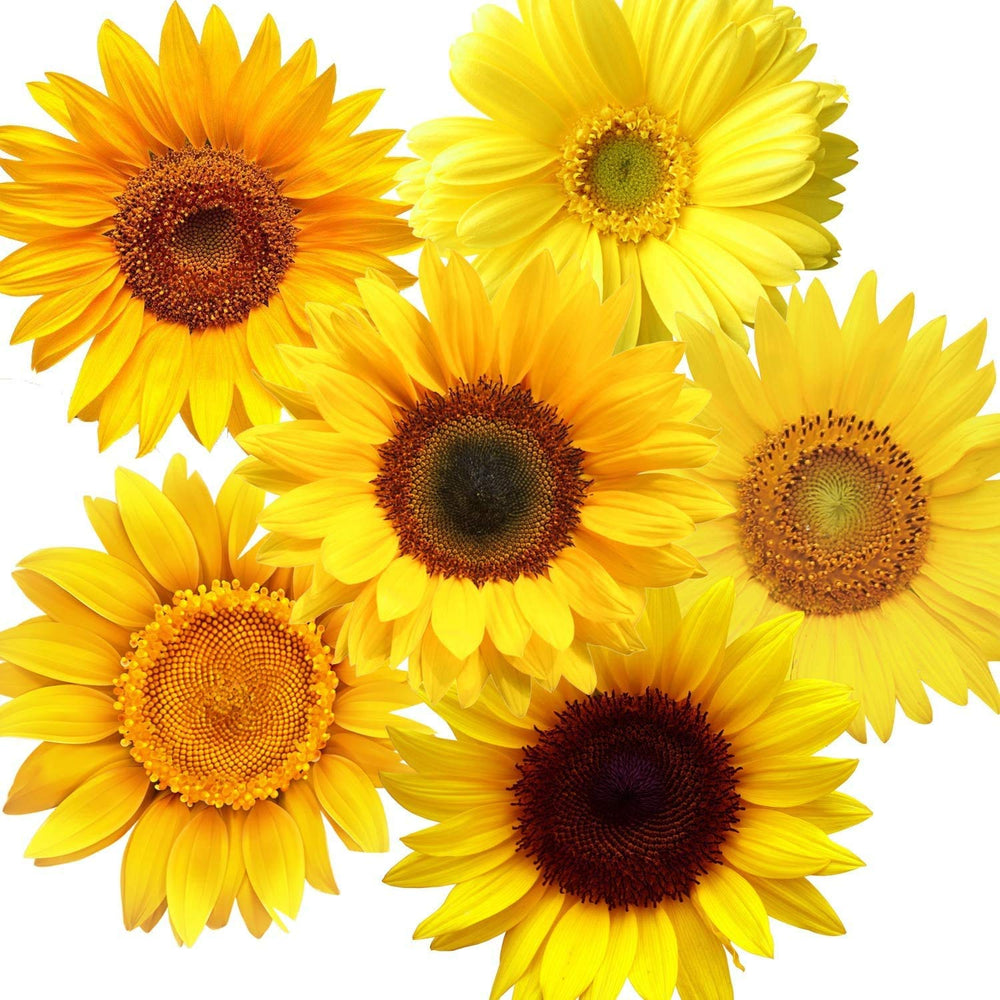 Zonon sunflower wall decals on a smooth wall add bright living room decor with easy peel and stick